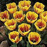 Unbranded Tulip Olympic Flame