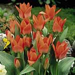 Unbranded Tulip Orange Toronto