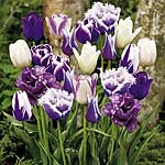Unbranded Tulip Purple Passion