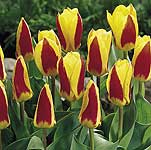 Unbranded Tulip Stresa