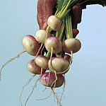Unbranded Turnip Arcoat Seeds