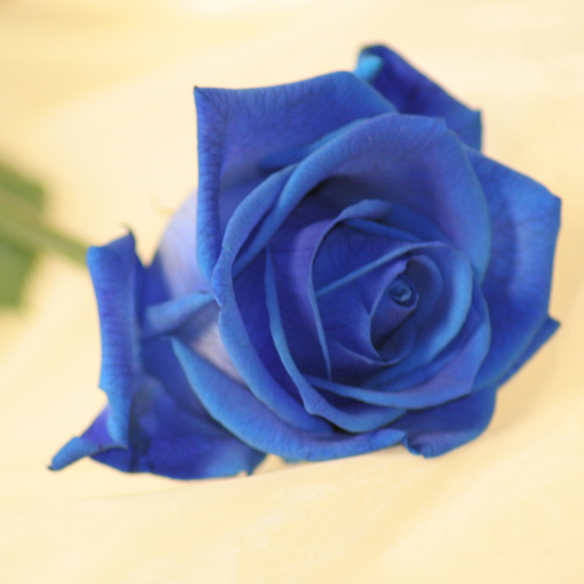 `All you need is love!`A vivid Blue Rose - ideal for sending to the man in your life? Men love flowe