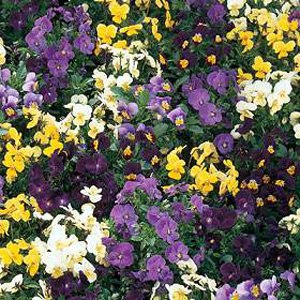 Unbranded Viola Bedding Supreme Mix Seeds