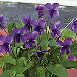 Unbranded Viola Miracle Plants 430101.htm