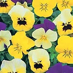 Unbranded Viola Perfumed Pastels Seeds