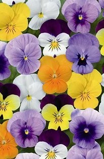 Unbranded Viola Sorbet Mix x 66 Plants