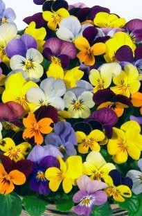 Unbranded Viola Valentina Mix x 50 plants   16 FREE