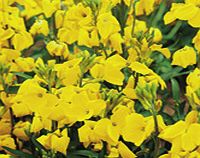 Unbranded Wallflower Plants - Cloth of Gold
