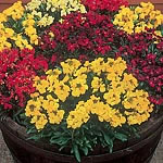 Unbranded Wallflower Prince Mixed Easiplants 479701.htm