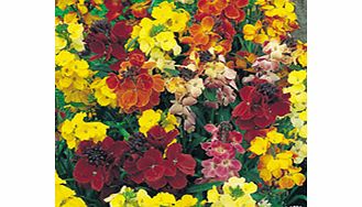 Unbranded Wallflower Seeds - Dobies Special Mixed