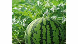 Unbranded Watermelon Ingrid Grafted Plants