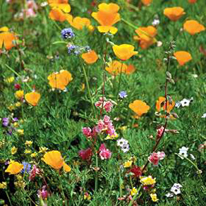 Unbranded Wildflower Californian Mix Seeds