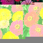 Unbranded Zinnia Dahlia-Flowered Mixed Seeds 423621.htm