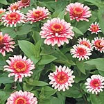 Unbranded Zinnia Moody Pink F1 Seeds 423664.htm