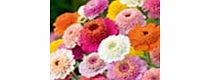 Unbranded Zinnia Seeds - Faberge Mixed