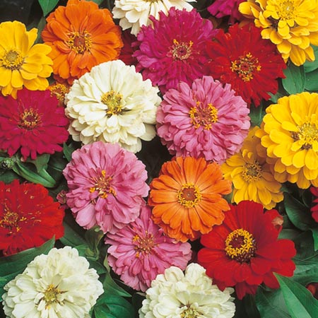 Unbranded Zinnia Short Stuff Mixed Plants Pack of 40
