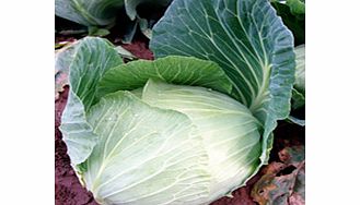 Value Vegetable Seed Collection - 3 Season Cabbage