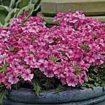 Velox Bright Pink Plants