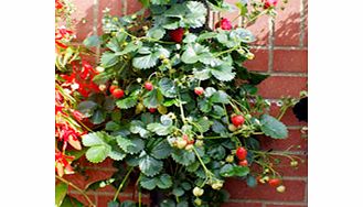 Wall Tower   Strawberry Plants